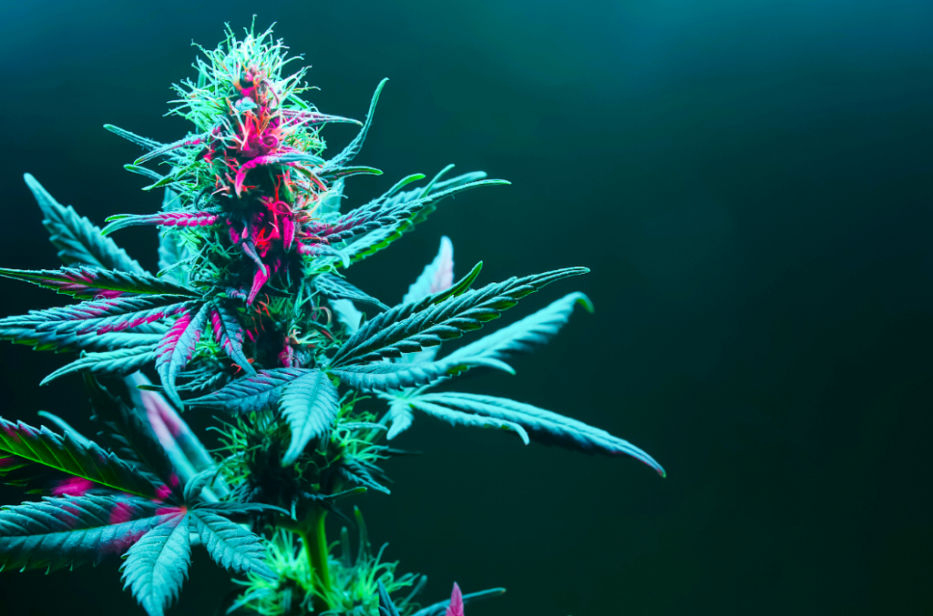 Cannabis plant — Oklahoma cannabis law enforcement article